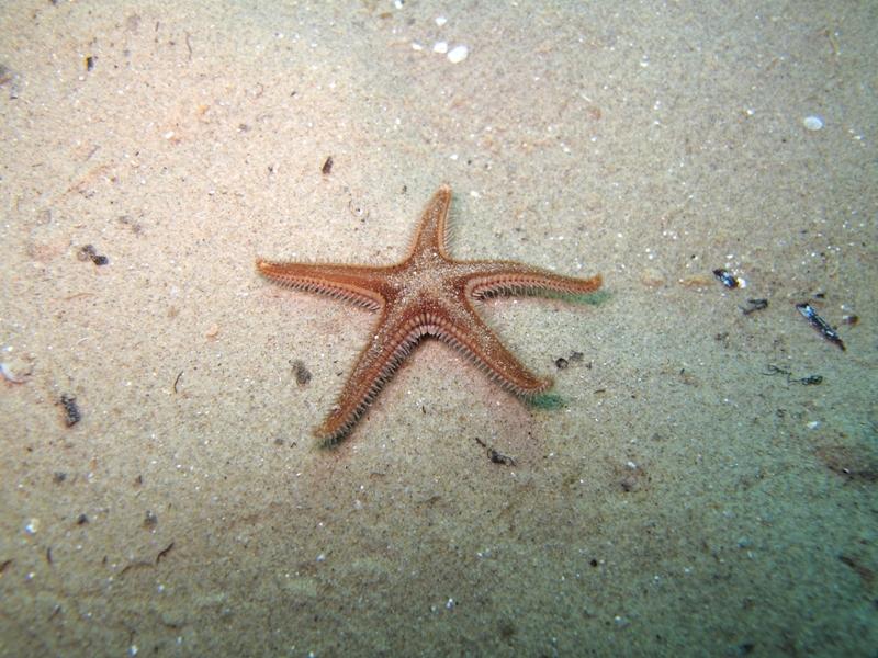 Astropecten spinulosus (Philippi, 1837)